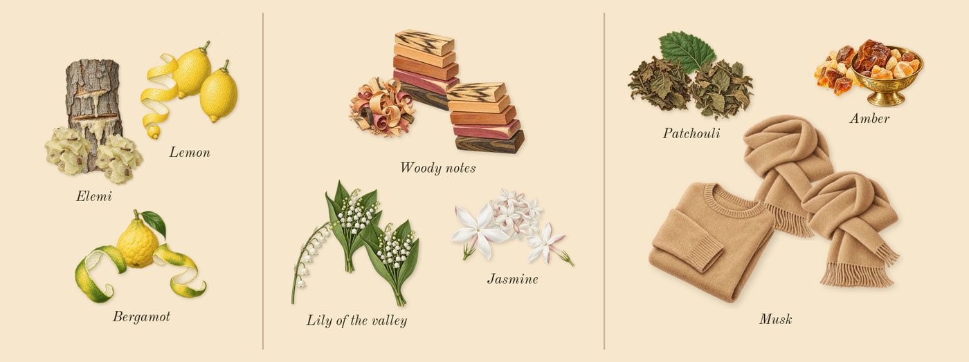 L'Aventure’s scent picture, a draft: elemi, lemon, bergamot, jasmine, lily of the valley, woody notes drawn so far; dashed outlines where nothing is drawn yet