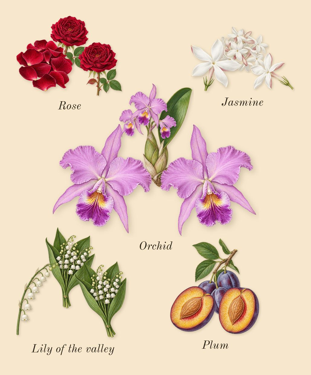 L'Aventure Gold, heart: Jasmine, Rose, Lily of the valley, Plum, Orchid