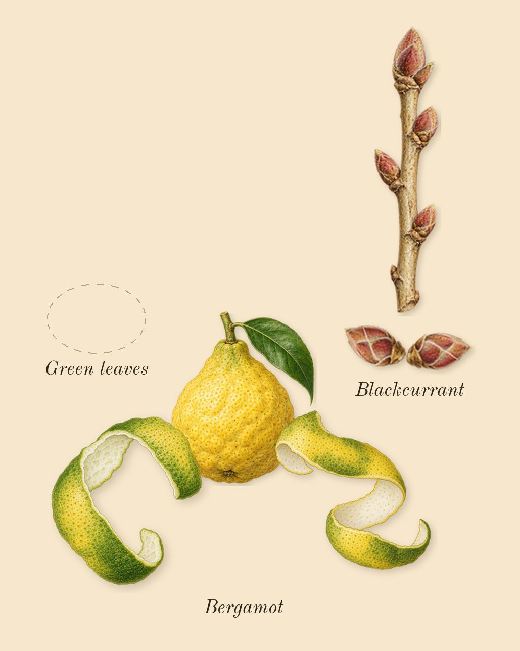 L'Aventure Gold, top notes: Bergamot, Blackcurrant