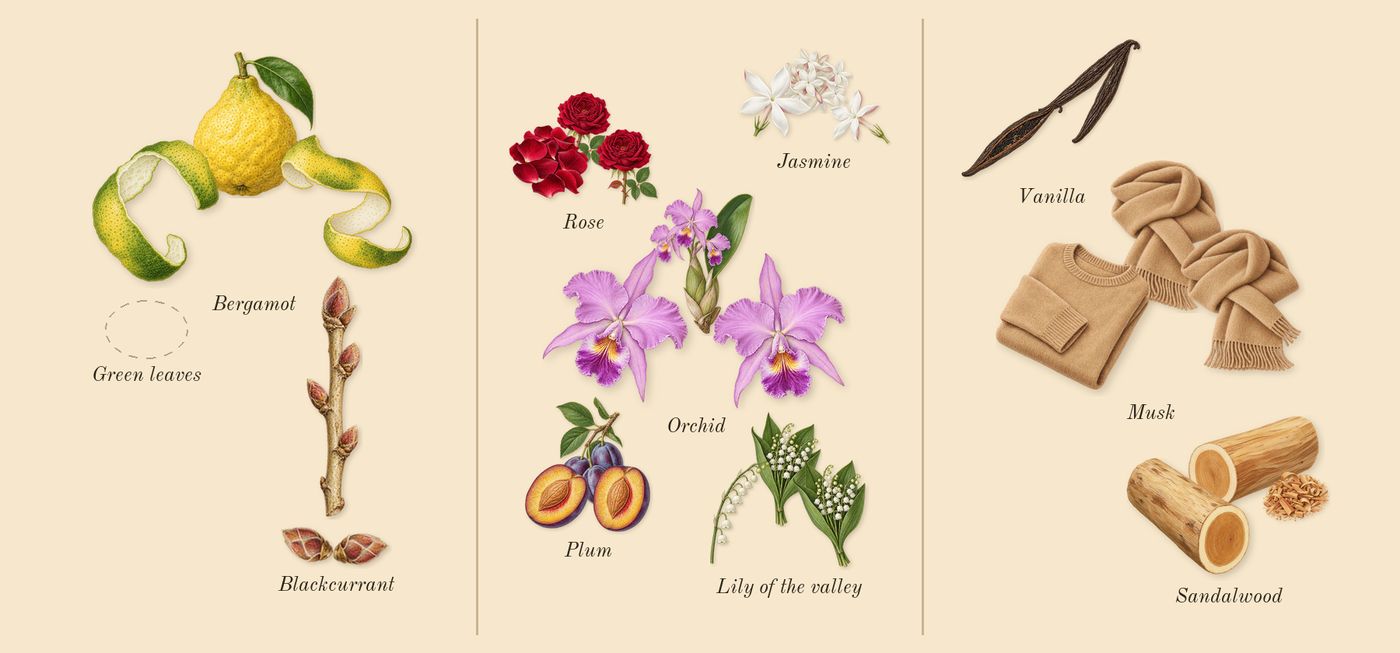 L'Aventure Gold’s scent picture, a draft: bergamot, blackcurrant, jasmine, rose, lily of the valley, plum drawn so far; dashed outlines where nothing is drawn yet
