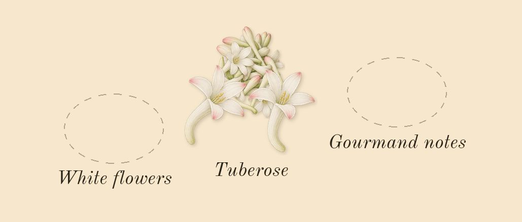 Zahara Amber Dubai, heart: Tuberose