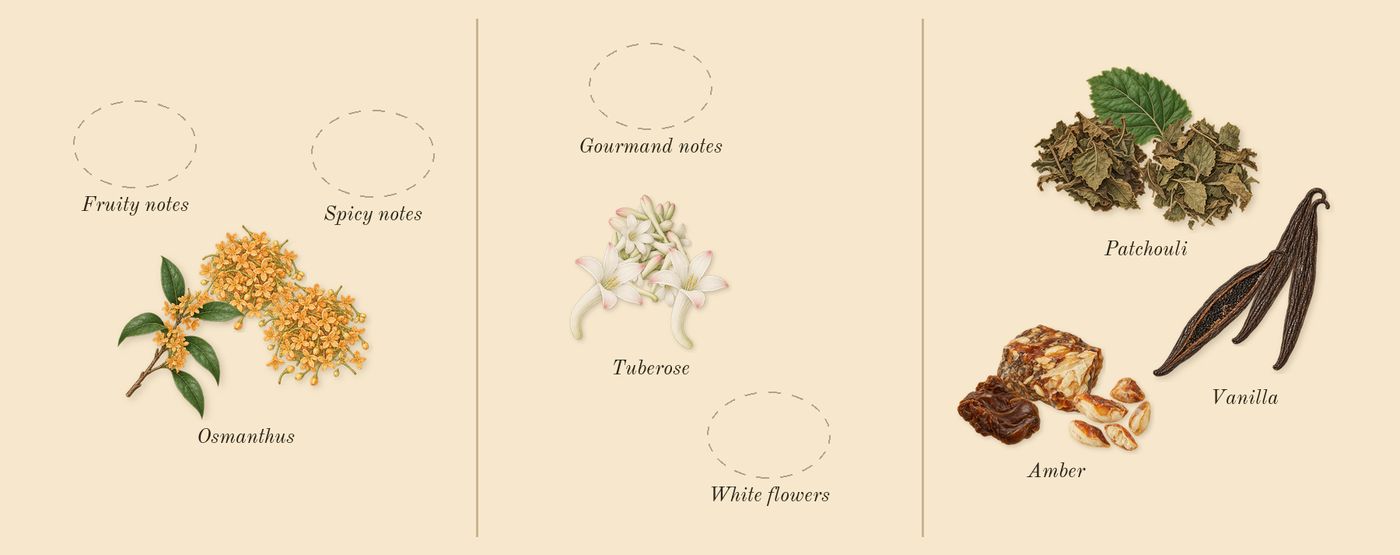 Zahara Amber Dubai’s scent picture, a draft: osmanthus, tuberose, vanilla, patchouli drawn so far; dashed outlines where nothing is drawn yet