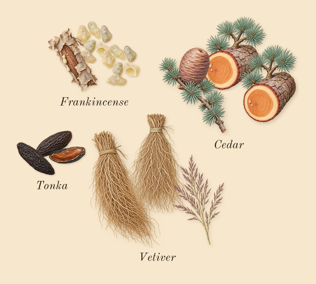 Aromatic Sage, dry-down: Frankincense, Tonka, Cedar, Vetiver