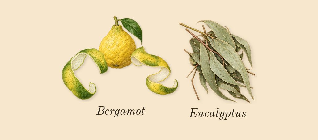 Amiri, top notes: Bergamot, Eucalyptus
