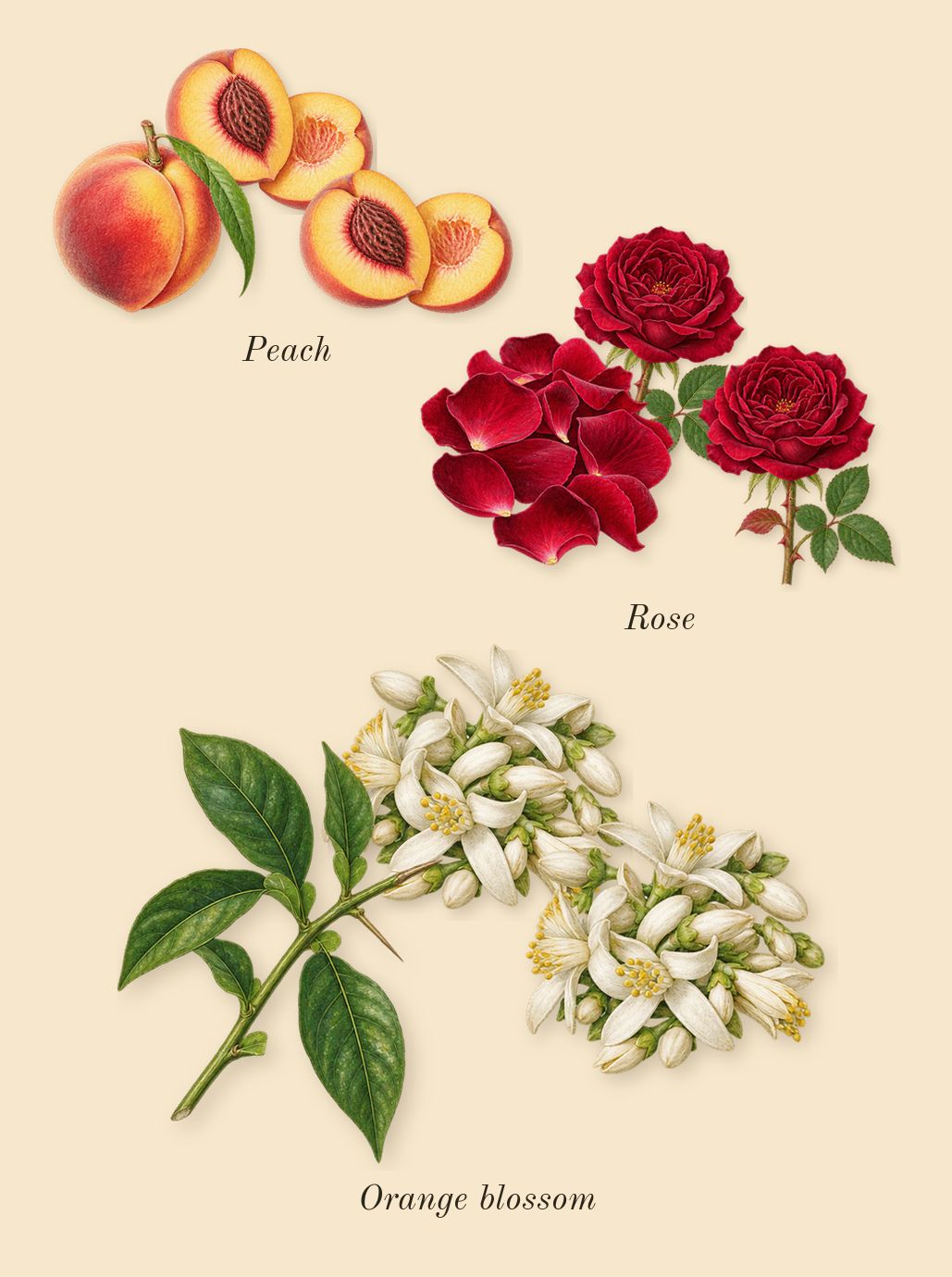 Madawi, heart: Orange blossom, Rose, Peach