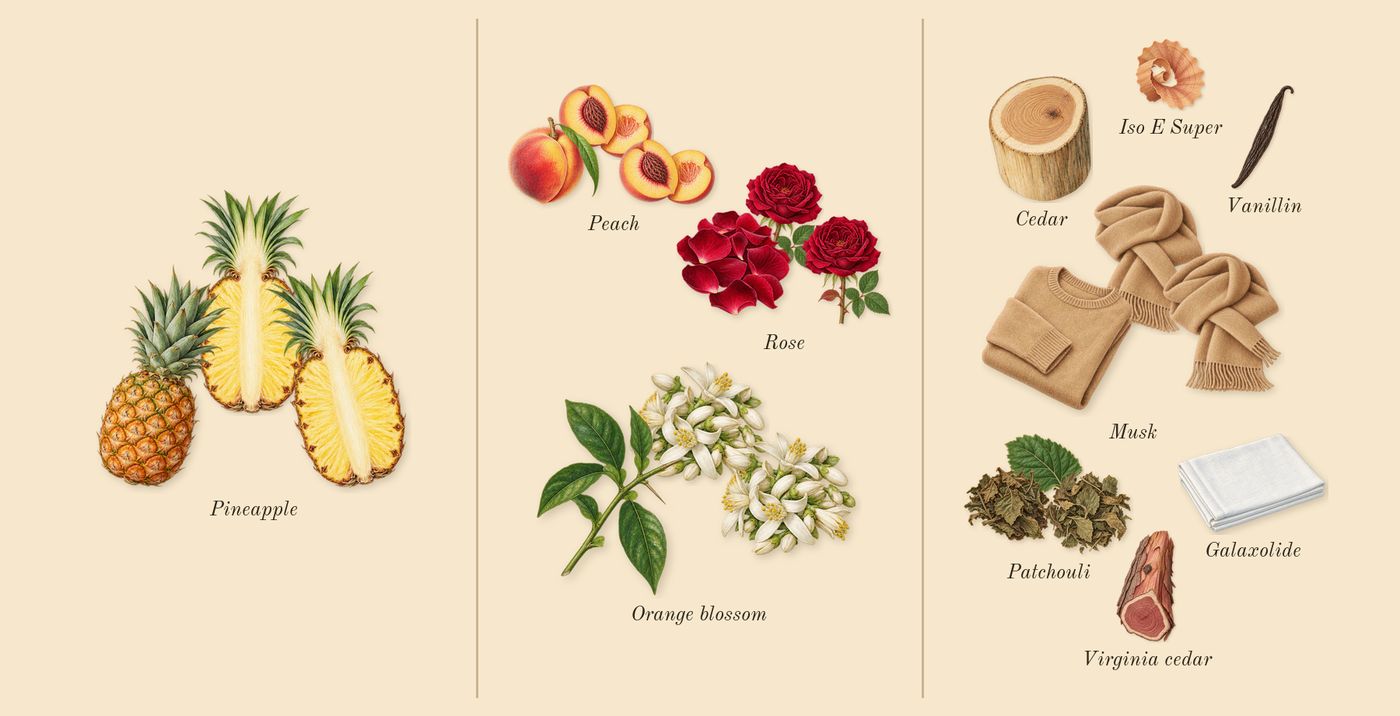 Madawi’s scent picture, a draft: pineapple, orange blossom, patchouli, musk, rose, peach drawn so far; dashed outlines where nothing is drawn yet