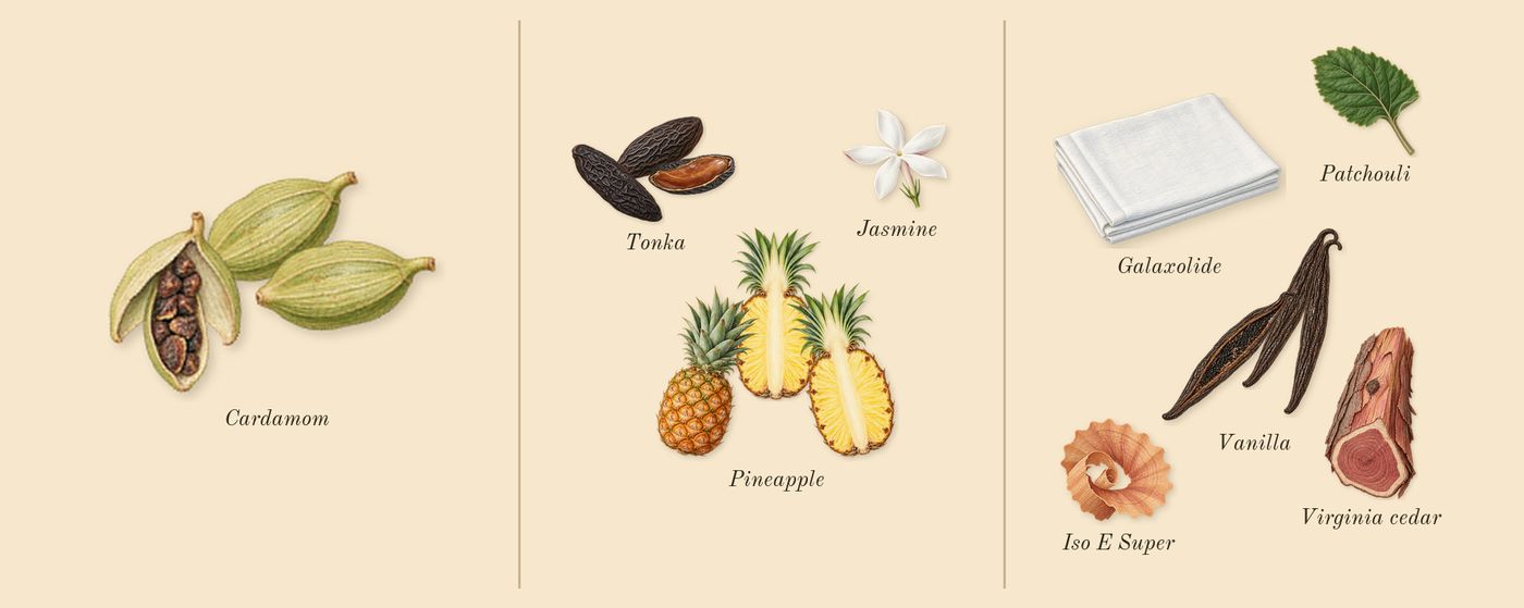 Madawi Gold Edition’s scent picture, a draft: cardamom, pineapple, tonka, vanilla, patchouli, virginia cedar drawn so far; dashed outlines where nothing is drawn yet