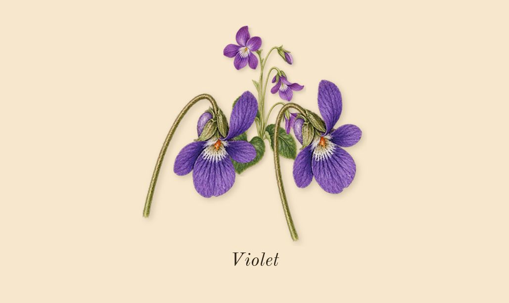 Musk Mubakhar, top notes: Violet