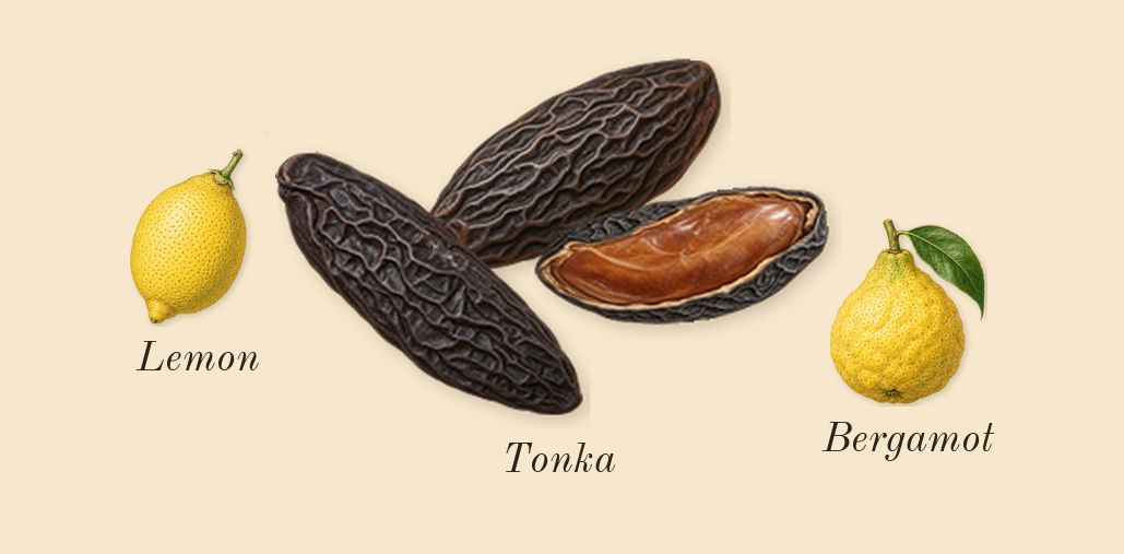 Resala, top notes: Tonka, Lemon, Bergamot