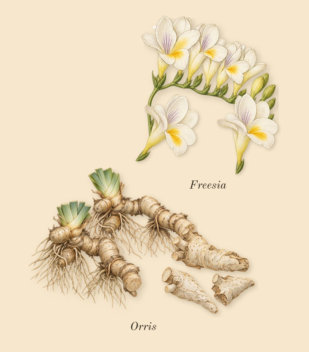 Sultani, heart: Orris, Freesia