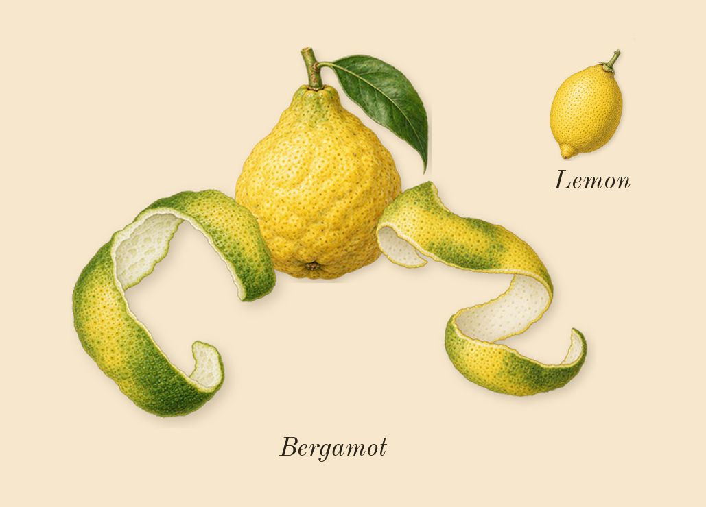 Sultani, top notes: Bergamot, Lemon