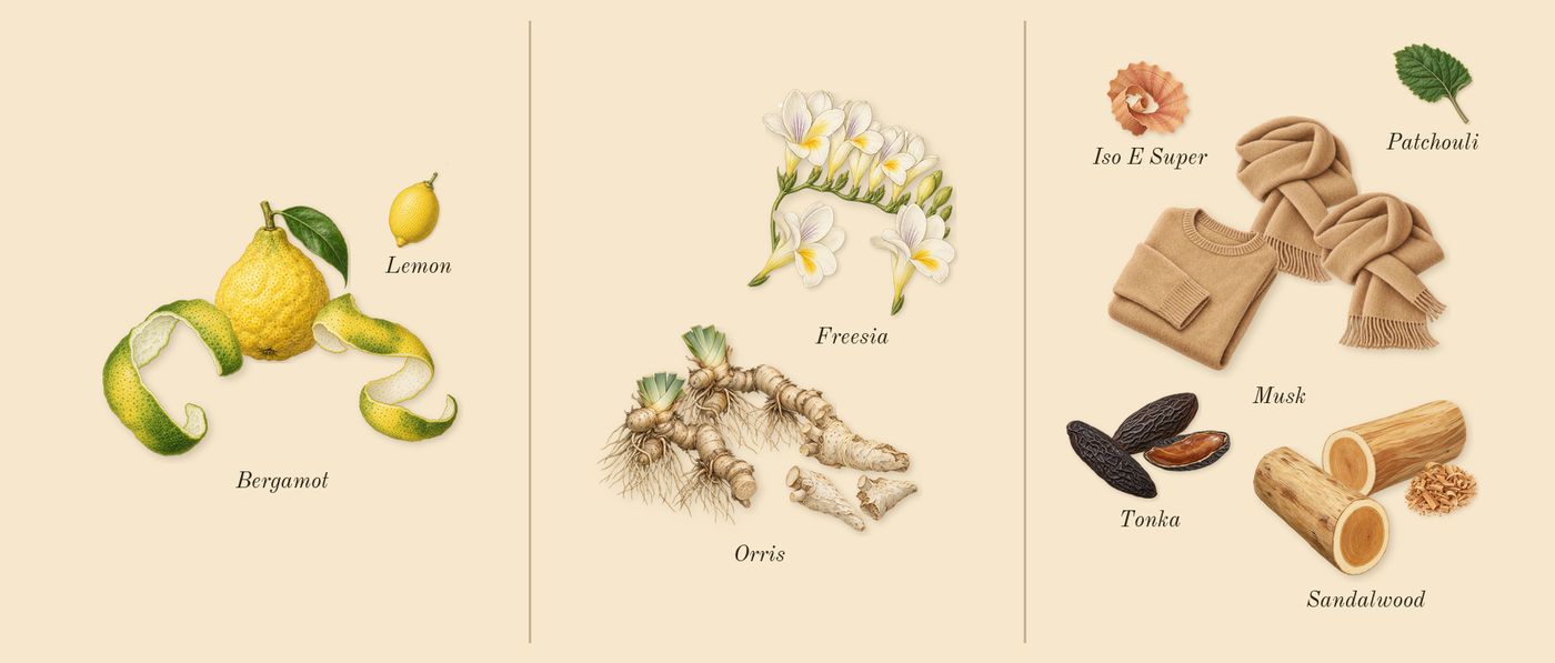 Sultani’s scent picture, a draft: bergamot, orris, freesia, musk, sandalwood, tonka drawn so far; dashed outlines where nothing is drawn yet