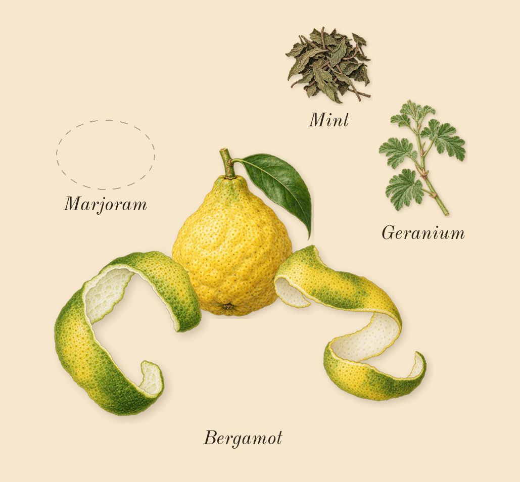 Taraf, top notes: Marjoram, Bergamot, Geranium, Mint