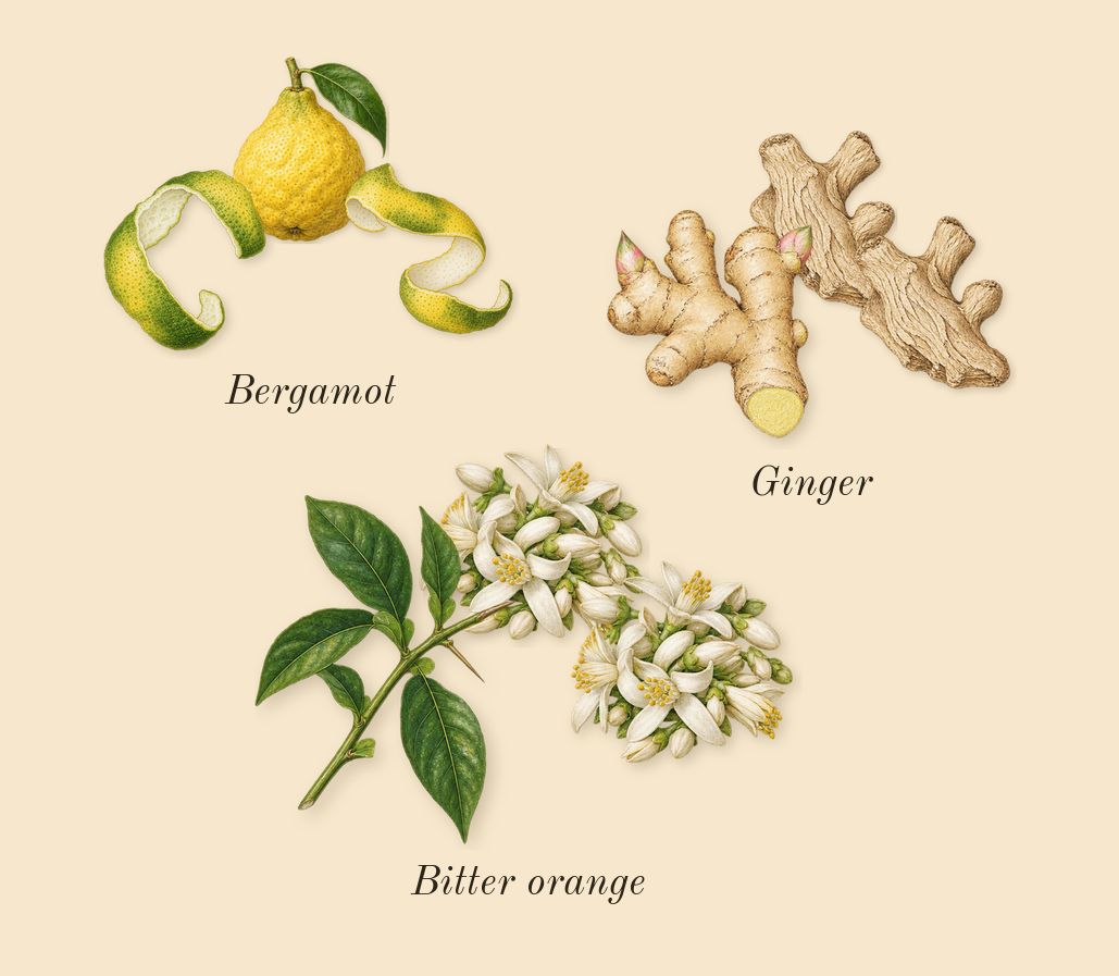 Marwa, top notes: Bergamot, Bitter orange, Ginger