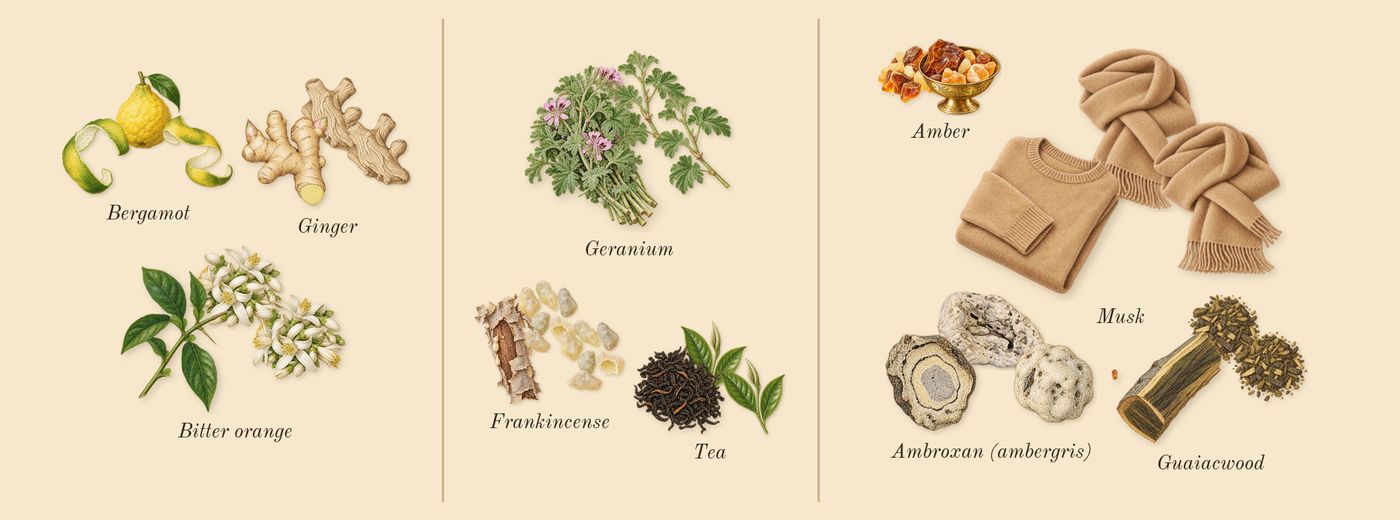 Marwa’s scent picture, a draft: bergamot, bitter orange, ginger, geranium, tea, frankincense drawn so far; dashed outlines where nothing is drawn yet