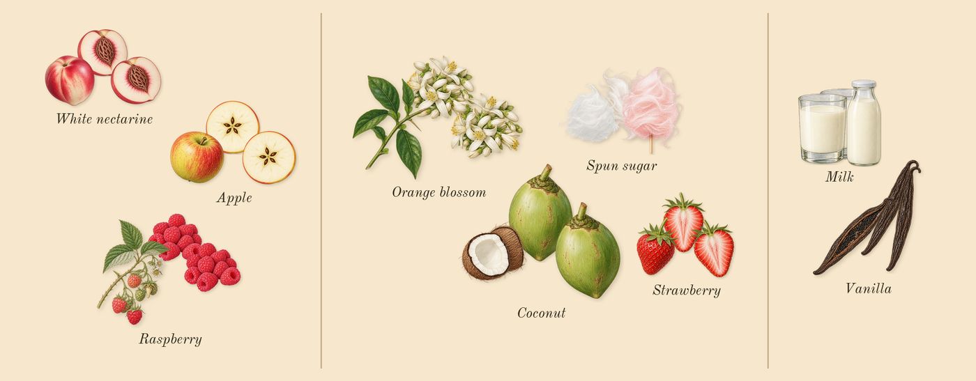 Pink Blush Shams Al Emarat Khususi’s scent picture, a draft: raspberry, white nectarine, apple, spun sugar, strawberry, coconut drawn so far; dashed outlines where nothing is drawn yet