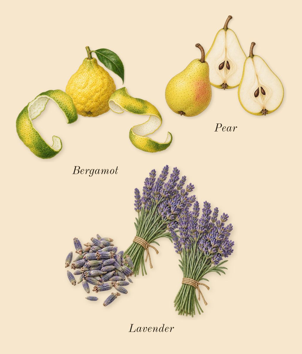 Cloud, top notes: Lavender, Pear, Bergamot