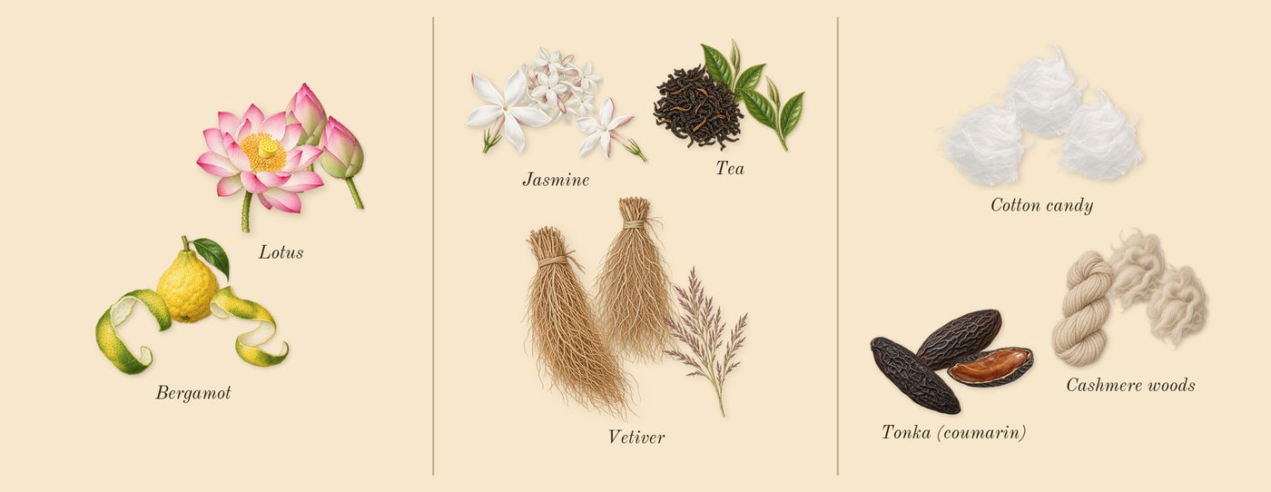 Pink Woods’s scent picture, a draft: bergamot, lotus, jasmine, tea, vetiver, tonka (coumarin) drawn so far; dashed outlines where nothing is drawn yet