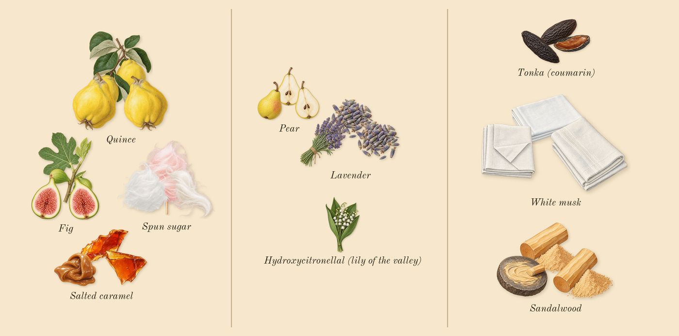 R.E.M.’s scent picture, a draft: quince, fig, salted caramel, spun sugar, pear, lavender drawn so far; dashed outlines where nothing is drawn yet