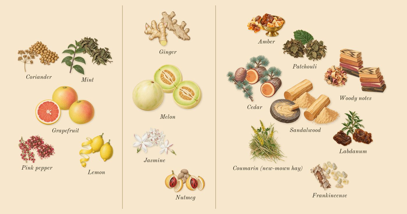 Club de Nuit Iconic’s scent picture, a draft: grapefruit, lemon, mint, pink pepper, coriander, ginger drawn so far; dashed outlines where nothing is drawn yet