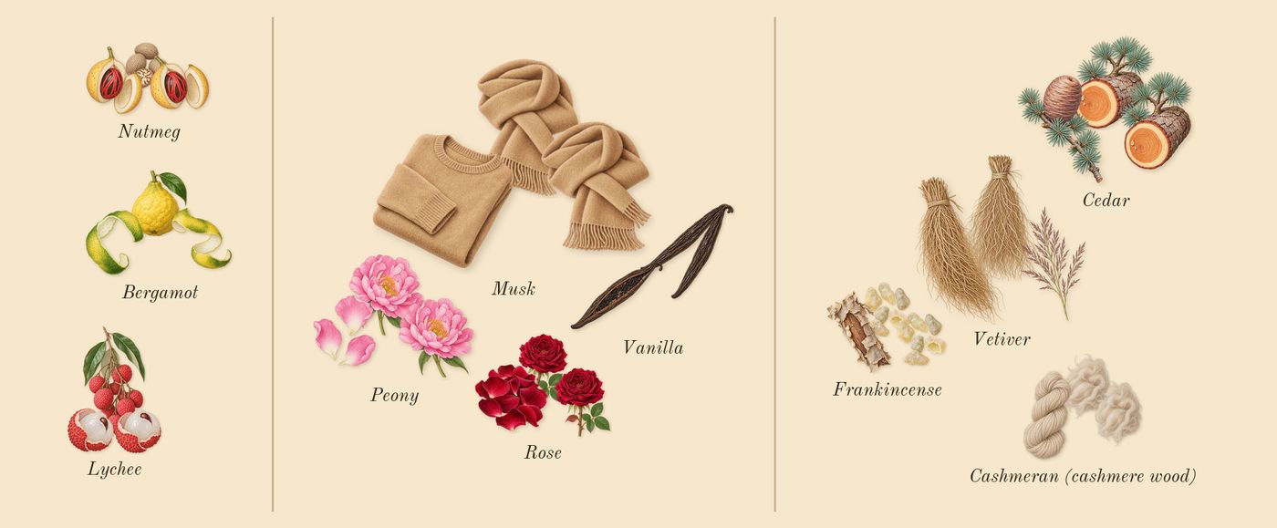 Club de Nuit Imperiale’s scent picture, a draft: lychee, bergamot, nutmeg, rose, peony, musk drawn so far; dashed outlines where nothing is drawn yet