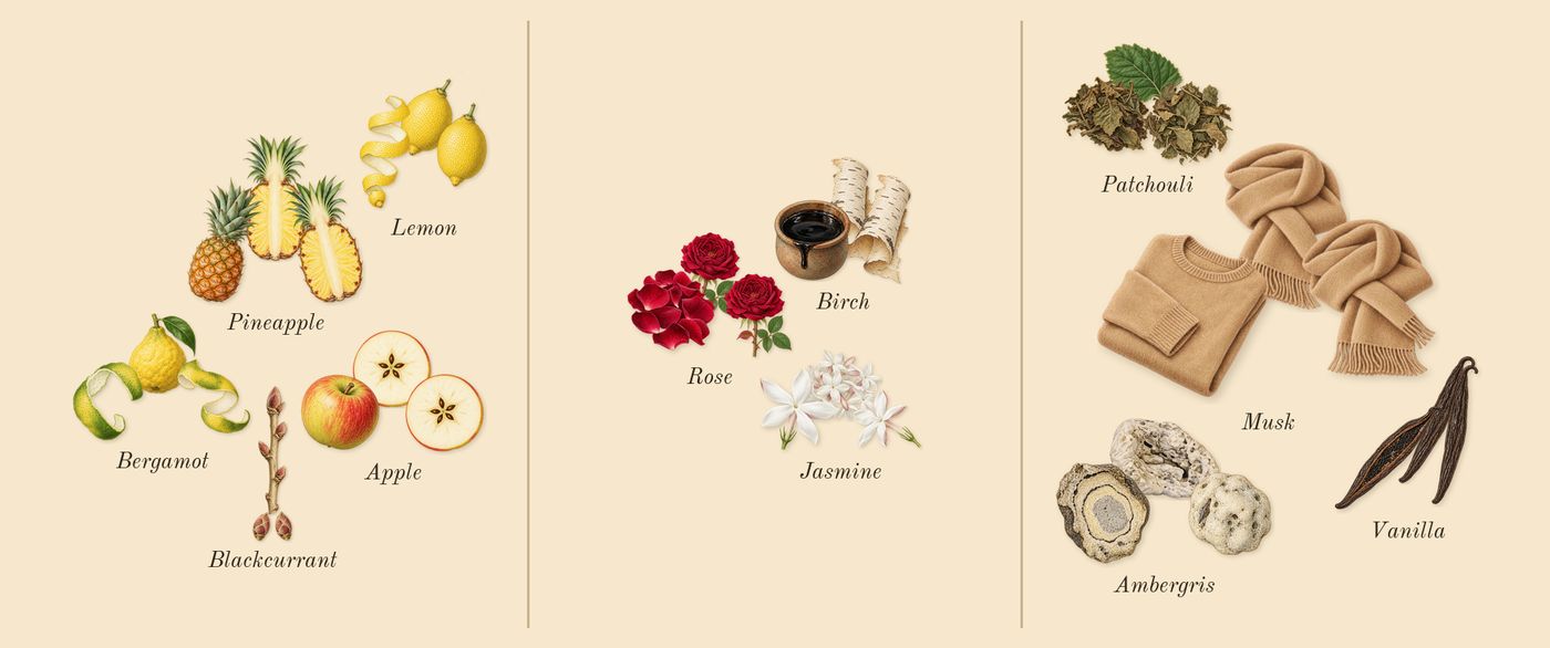 Club de Nuit Intense Man’s scent picture, a draft: apple, bergamot, blackcurrant, pineapple, lemon, rose drawn so far; dashed outlines where nothing is drawn yet