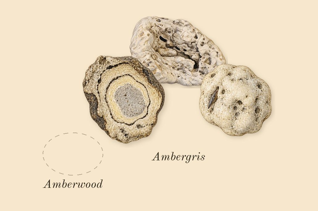 Club de Nuit Untold, heart: Ambergris
