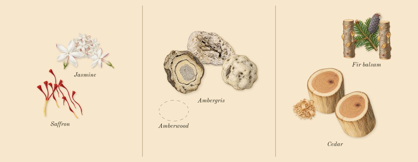 Club de Nuit Untold’s scent picture, a draft: saffron, jasmine, ambergris, cedar drawn so far; dashed outlines where nothing is drawn yet