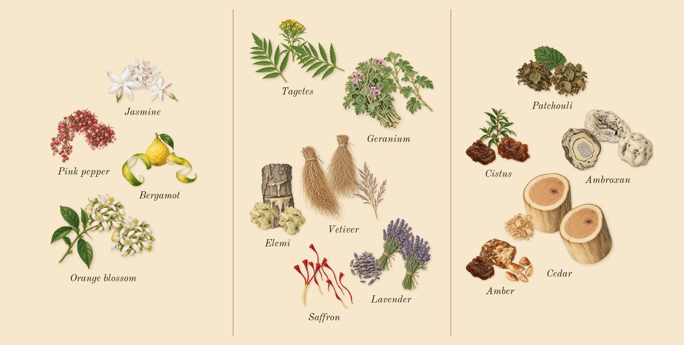 Club de Nuit Urban Man Elixir’s scent picture, a draft: bergamot, pink pepper, orange blossom, jasmine, lavender, tagetes drawn so far; dashed outlines where nothing is drawn yet