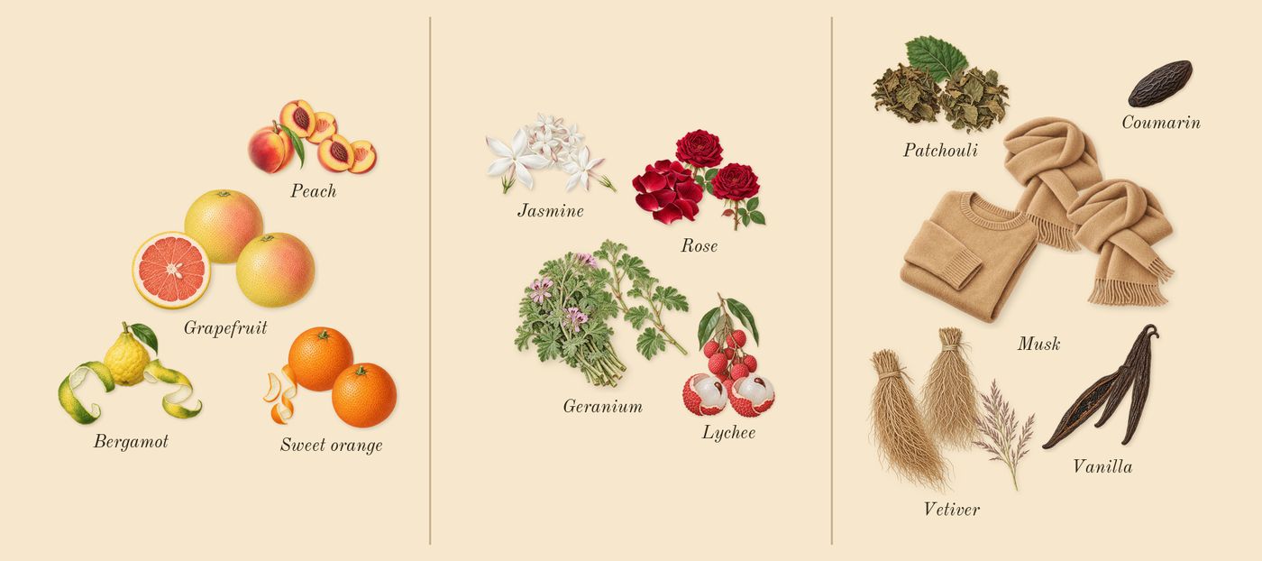 Club de Nuit Woman’s scent picture, a draft: bergamot, grapefruit, peach, sweet orange, geranium, jasmine drawn so far; dashed outlines where nothing is drawn yet