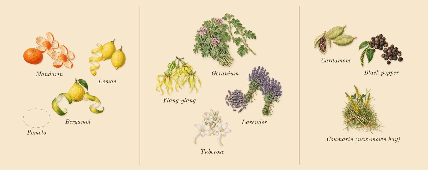 Hunter Intense’s scent picture, a draft: bergamot, mandarin, lemon, lavender, geranium, ylang-ylang drawn so far; dashed outlines where nothing is drawn yet