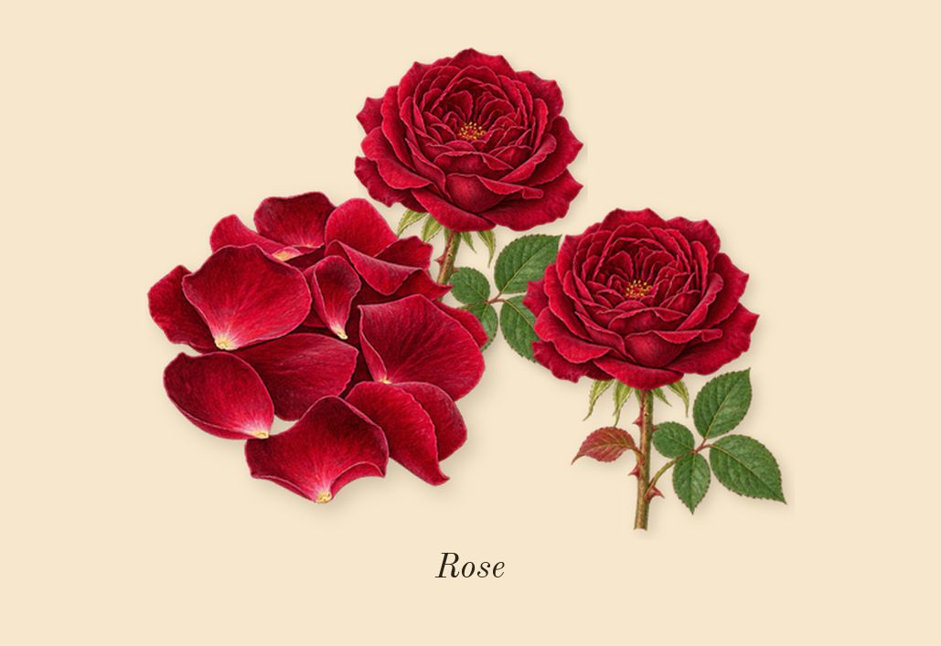 Odyssey Homme, heart: Rose