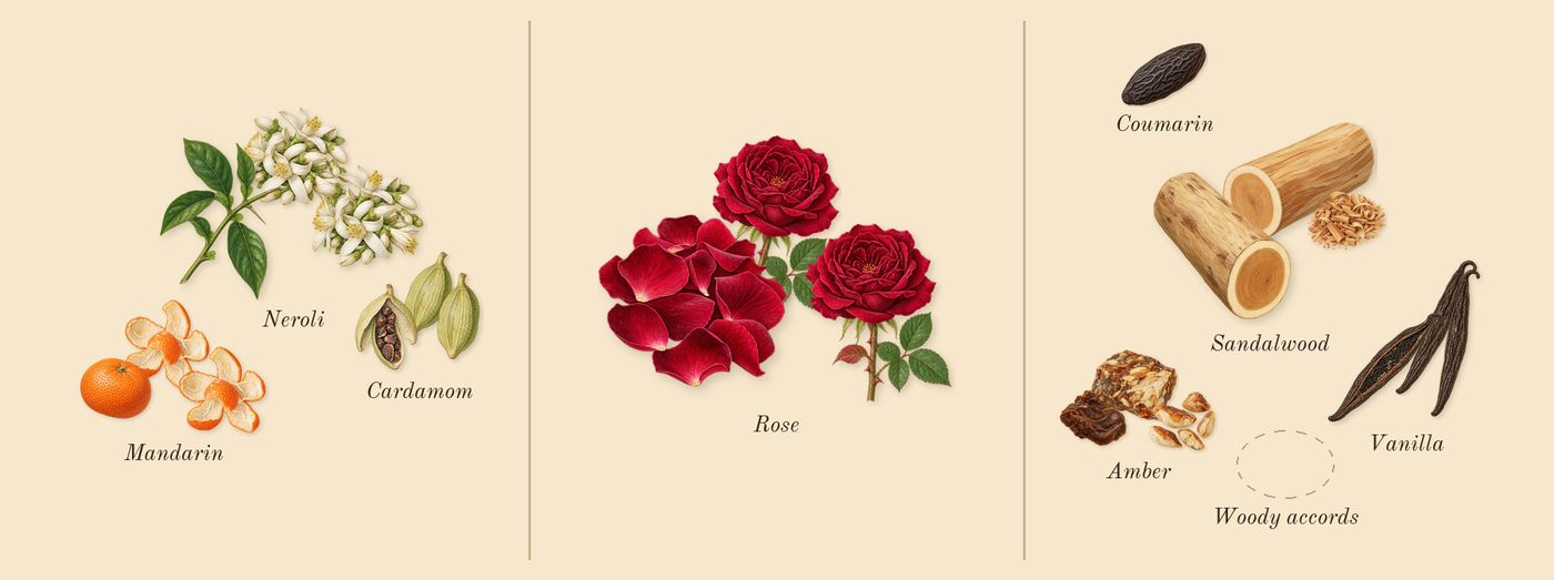 Odyssey Homme’s scent picture, a draft: mandarin, neroli, cardamom, rose, sandalwood, vanilla drawn so far; dashed outlines where nothing is drawn yet