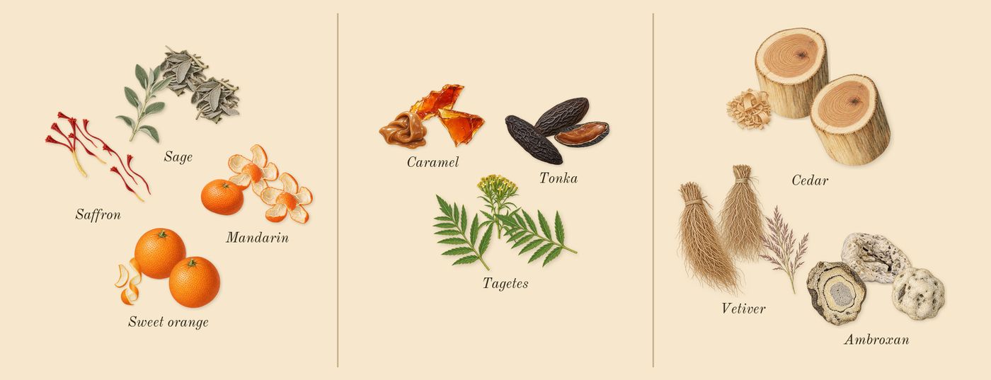 Odyssey Mandarin Sky’s scent picture, a draft: sage, mandarin, sweet orange, saffron, caramel, tonka drawn so far; dashed outlines where nothing is drawn yet