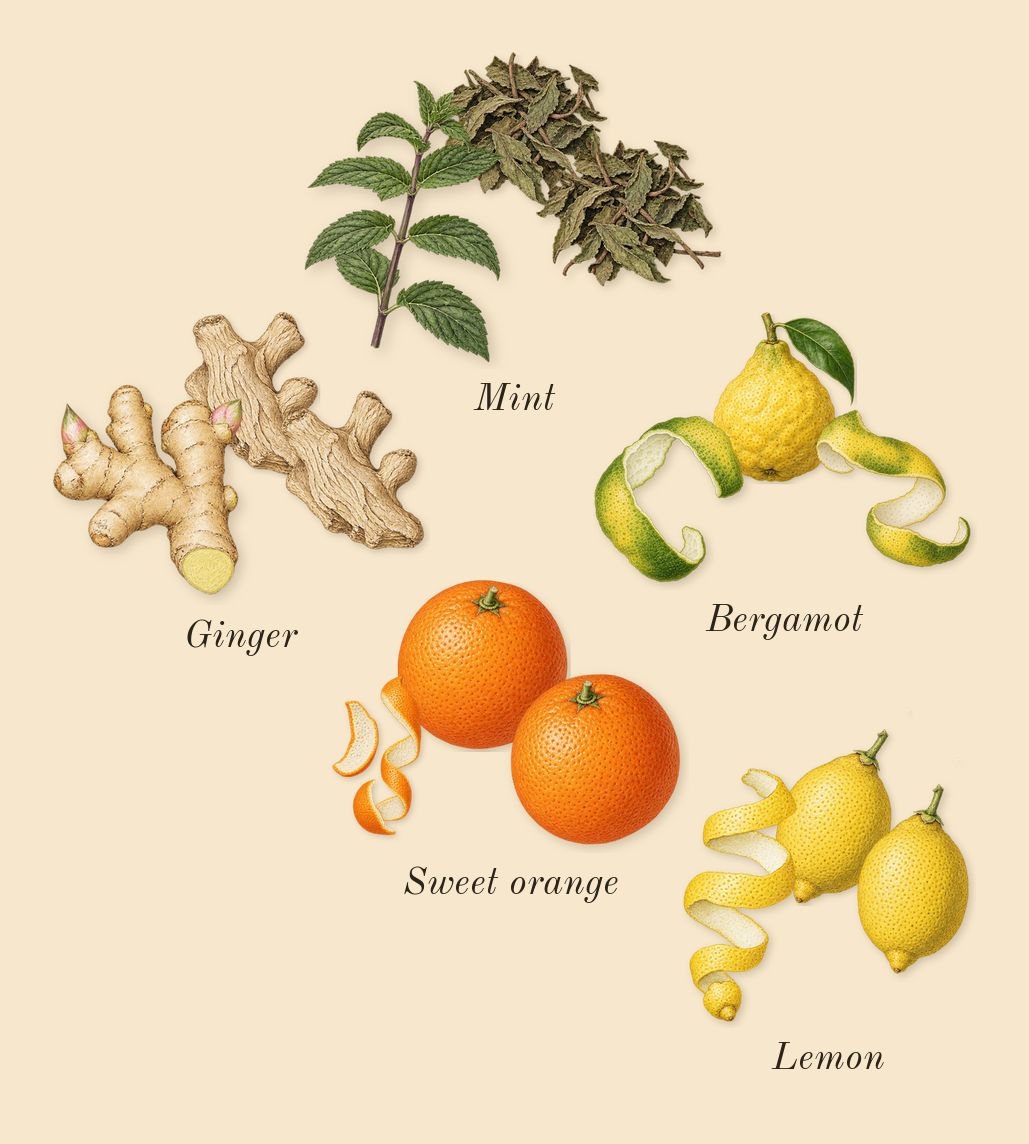 Odyssey Mega, top notes: Ginger, Bergamot, Sweet orange, Lemon, Mint