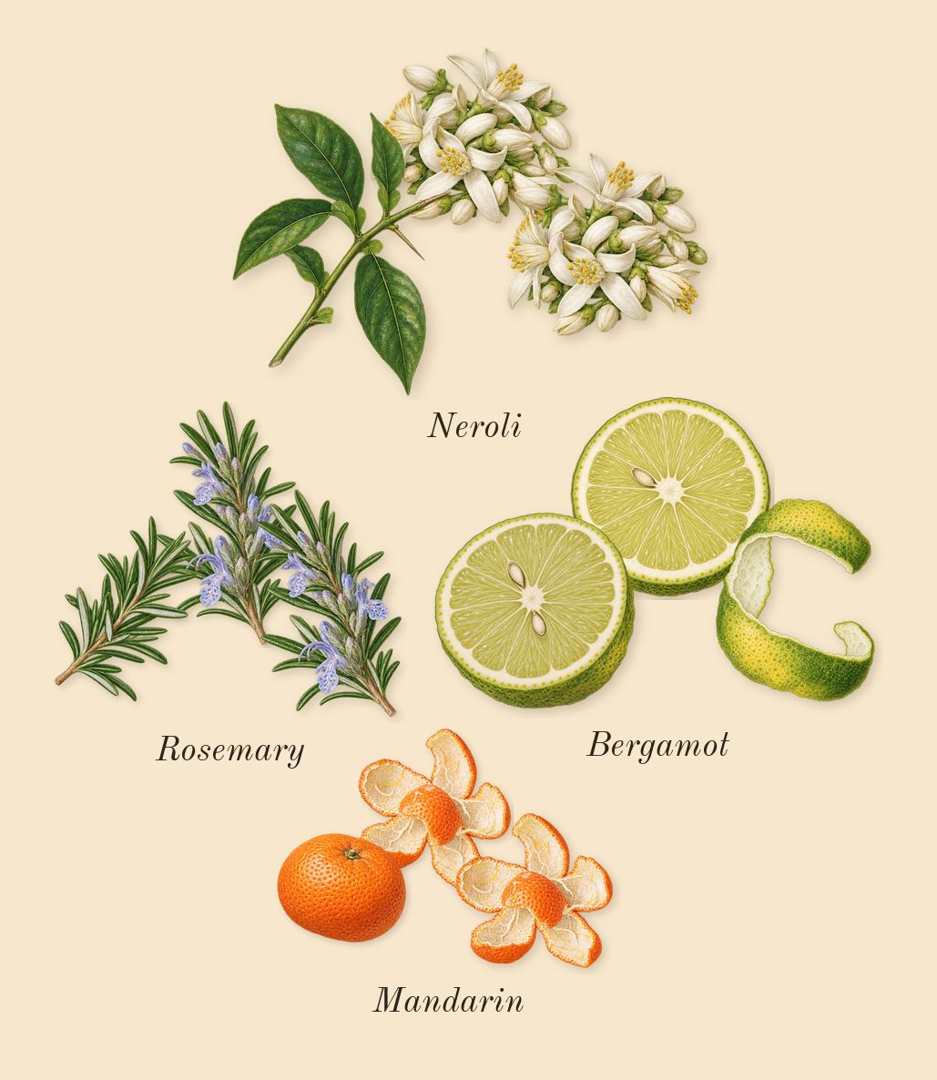Acqua di Giò, top notes: Bergamot, Neroli, Mandarin, Rosemary