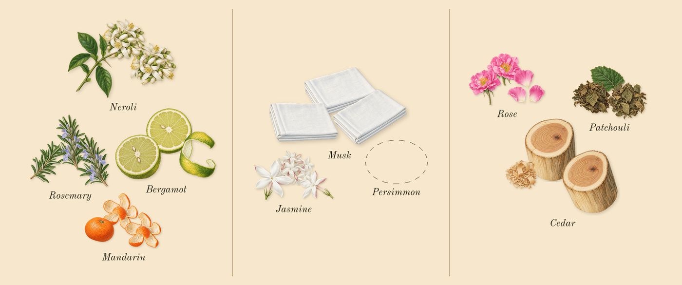 Acqua di Giò’s scent picture, a draft: bergamot, cedar, neroli, mandarin, rosemary, patchouli drawn so far; dashed outlines where nothing is drawn yet