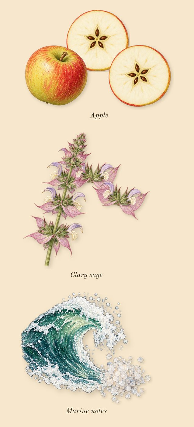 Acqua di Giò Intense, heart: Apple, Marine notes, Clary sage