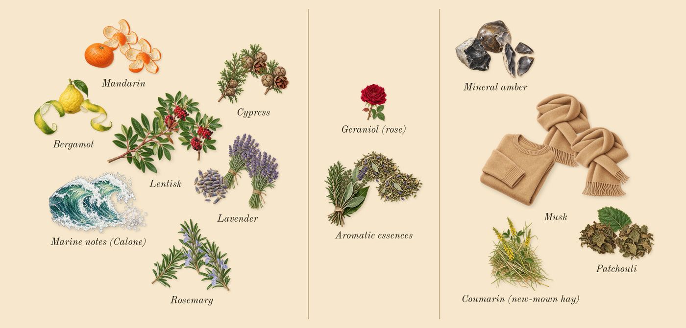 Acqua di Giò Profondo’s scent picture, a draft: marine notes (calone), bergamot, mandarin, aromatic essences, mineral amber, patchouli drawn so far; dashed outlines where nothing is drawn yet