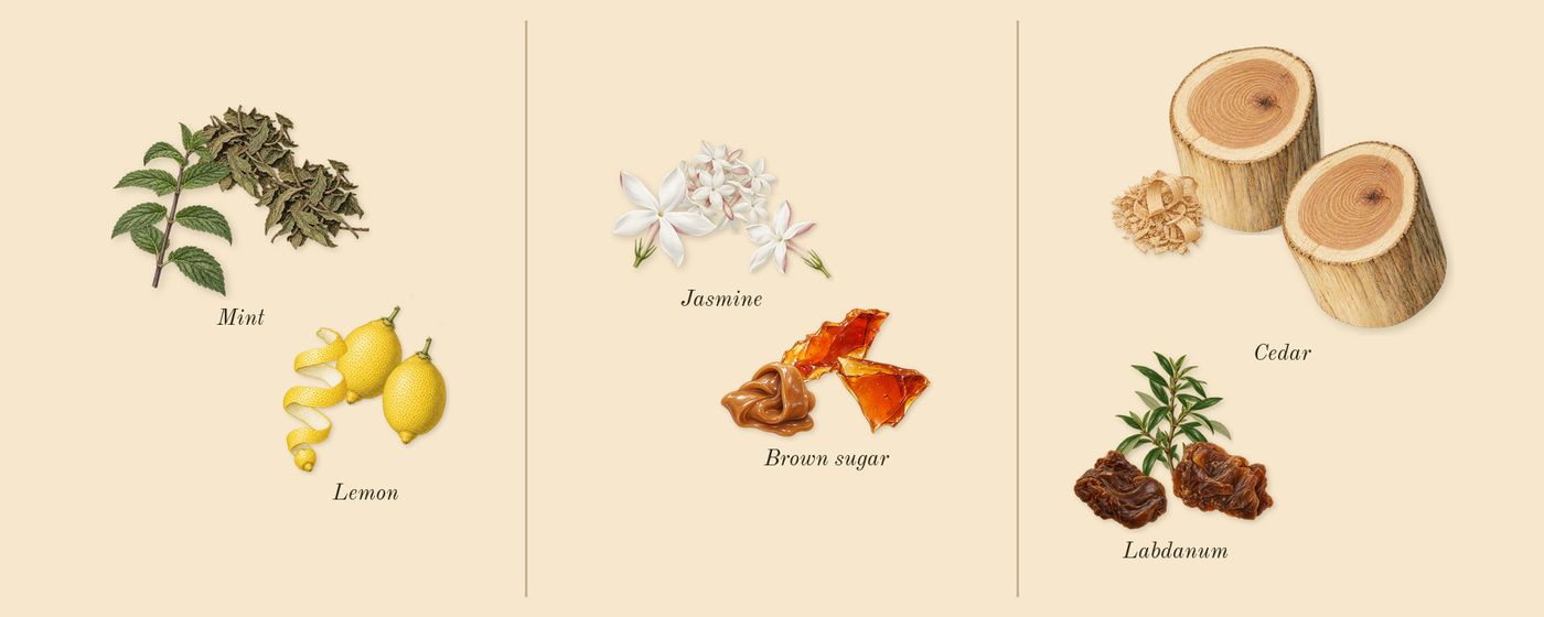 Acqua di Gioia’s scent picture, a draft: lemon, jasmine, cedar, labdanum, mint, brown sugar drawn so far; dashed outlines where nothing is drawn yet