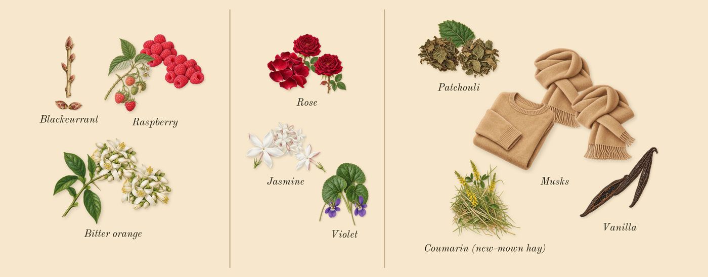 Because It's You’s scent picture, a draft: raspberry, blackcurrant, bitter orange, violet, rose, jasmine drawn so far; dashed outlines where nothing is drawn yet