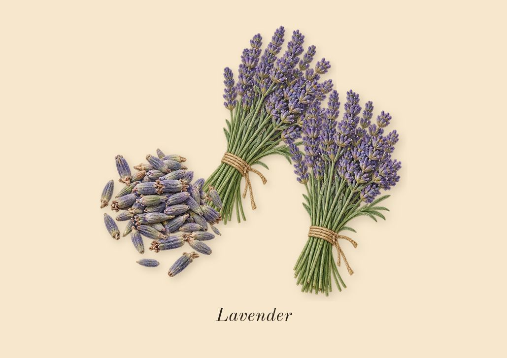Code, heart: Lavender