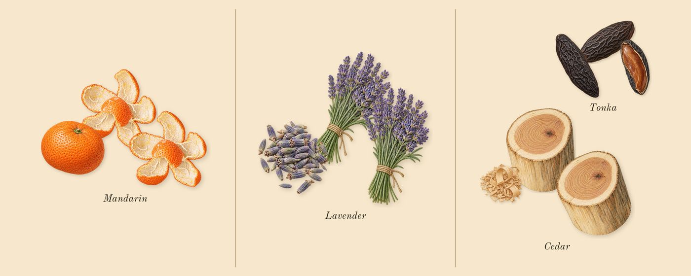 Code’s scent picture, a draft: mandarin, lavender, tonka, cedar drawn so far; dashed outlines where nothing is drawn yet