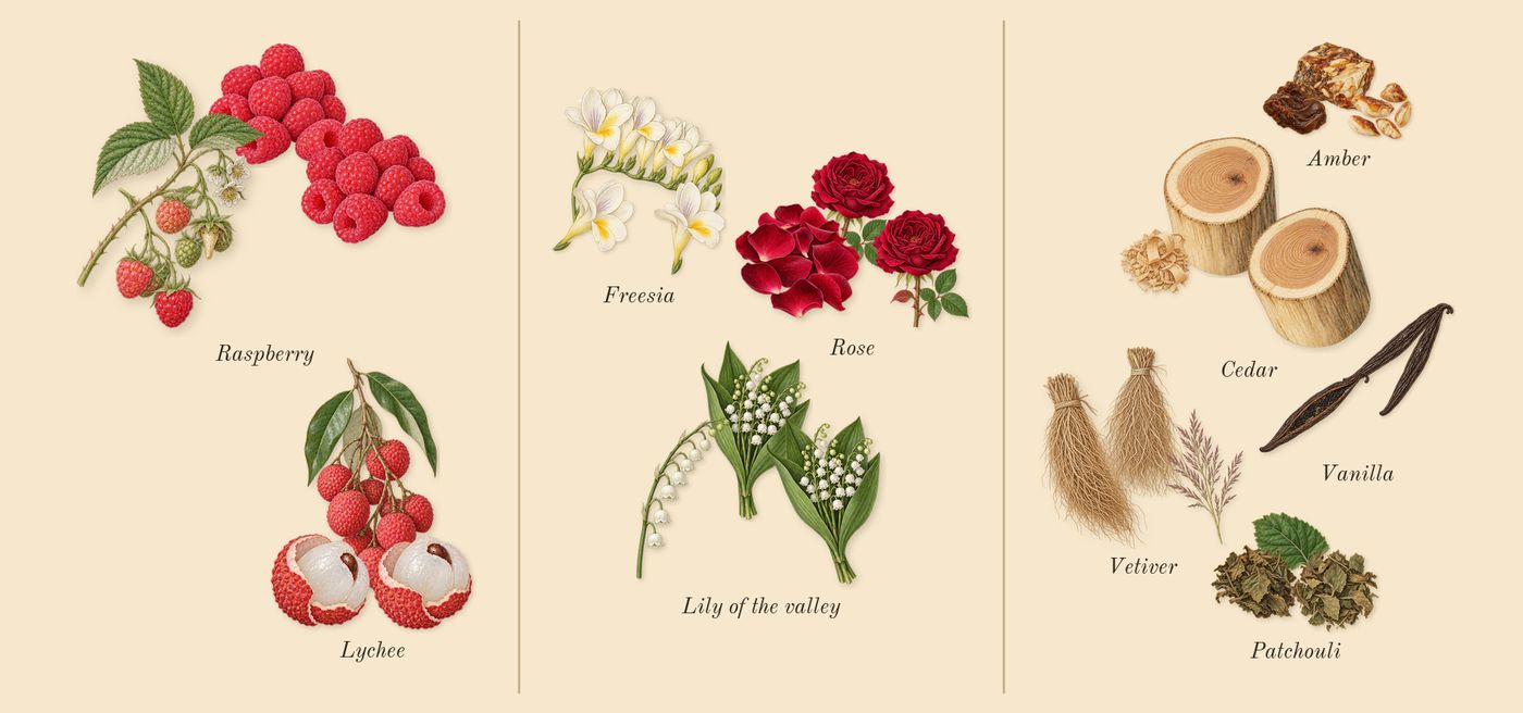Diamonds’s scent picture, a draft: lychee, raspberry, rose, lily of the valley, freesia, amber drawn so far; dashed outlines where nothing is drawn yet