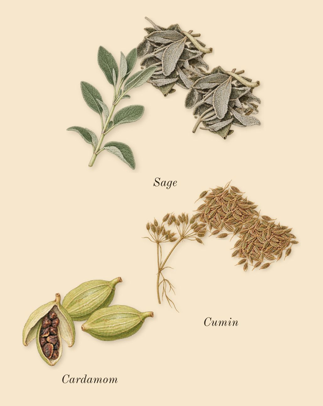Eau de Cèdre, heart: Cardamom, Cumin, Sage