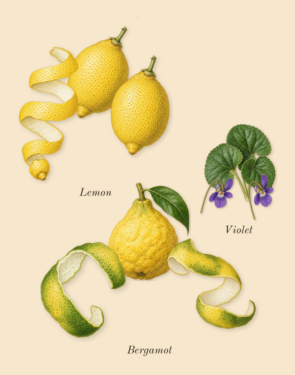 Eau de Cèdre, top notes: Bergamot, Lemon, Violet
