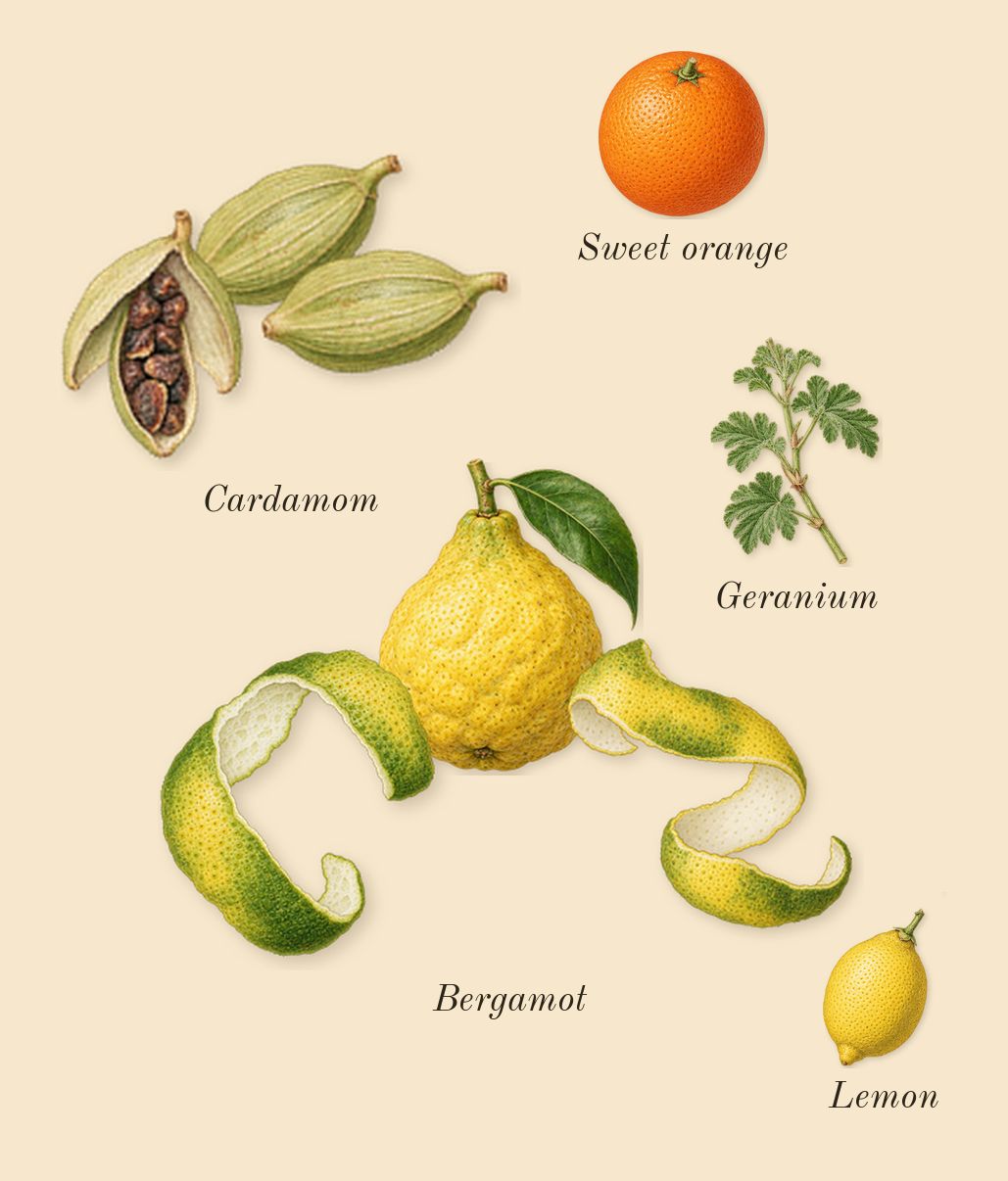I Will, top notes: Bergamot, Cardamom, Sweet orange, Geranium, Lemon