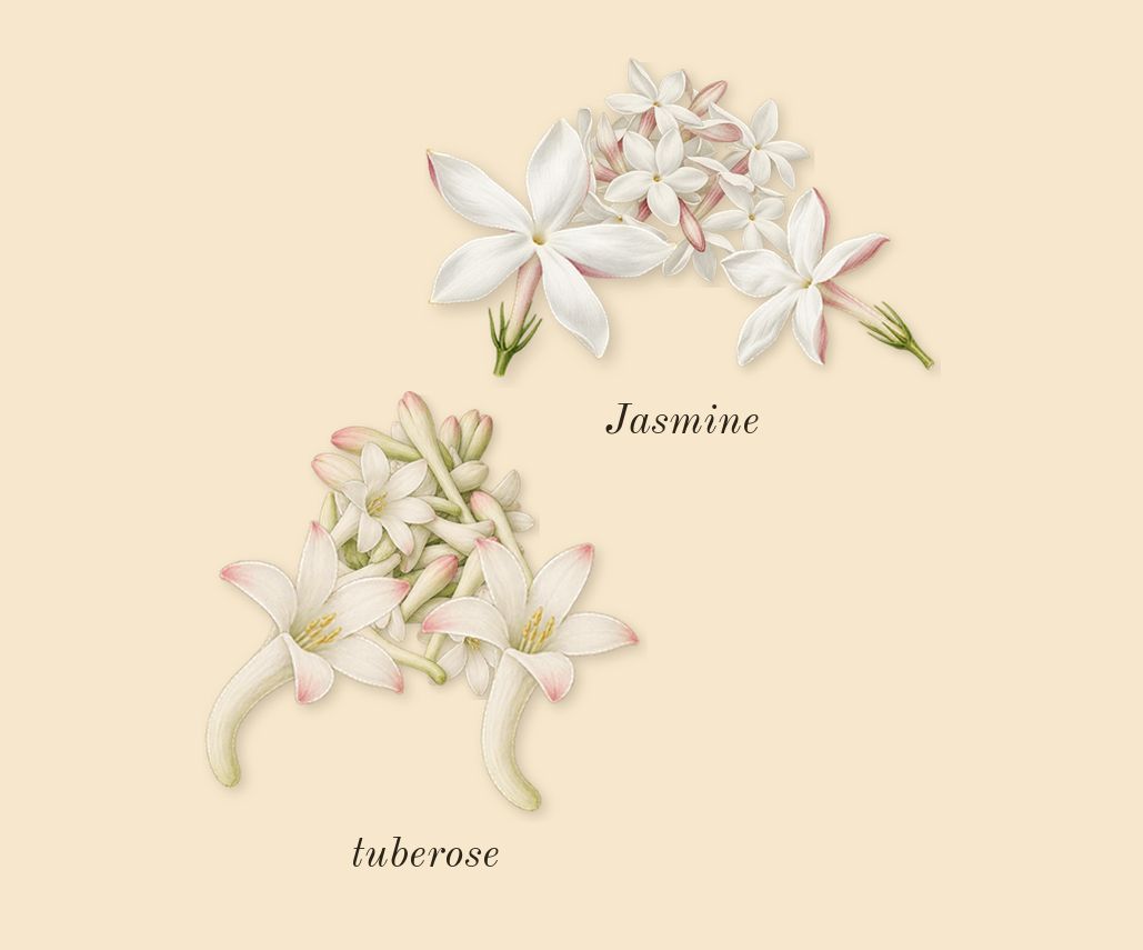 My Way, heart: tuberose, Jasmine