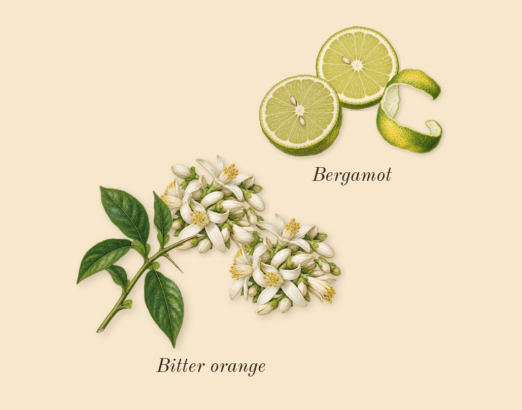 My Way, top notes: Bergamot, Bitter orange
