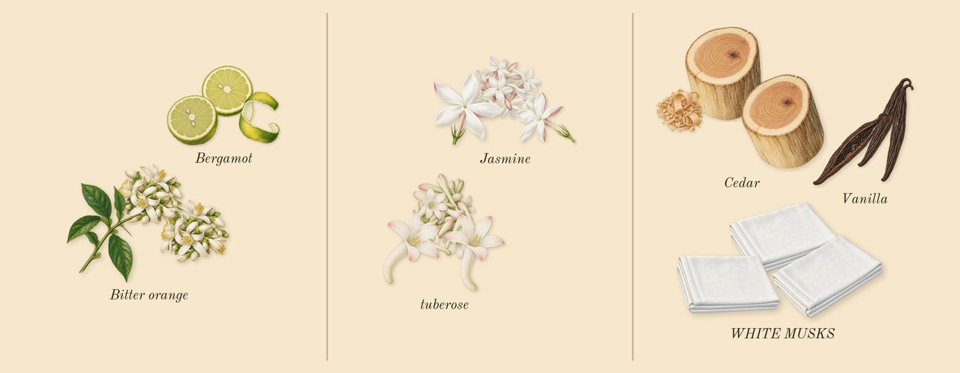 My Way’s scent picture, a draft: bergamot, bitter orange, tuberose, jasmine, cedar, vanilla drawn so far; dashed outlines where nothing is drawn yet